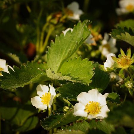 Apartment Strawberry Bermatingen Luaran gambar